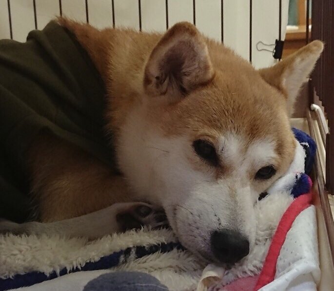 🐾里親様募集中🐾とっても美人で可愛い柴犬のアンズちゃん💕2019,9,4